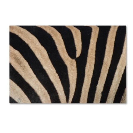 Robert Harding Picture Library 'Zebra Skin' Canvas Art,22x32